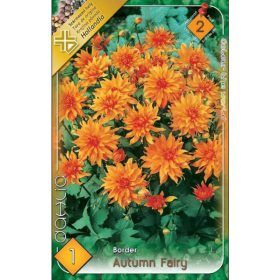 Virághagyma Dahlia Border Autumn Fairy 1db