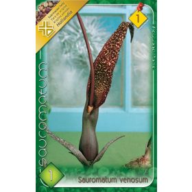 Virághagyma Sauromatum venosum  1db