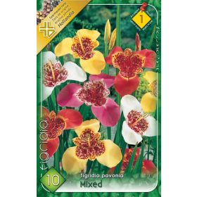Virághagyma Tigridia pavonia mixed 10db