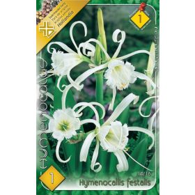 Virághagyma Hymenocallis festalis  1db
