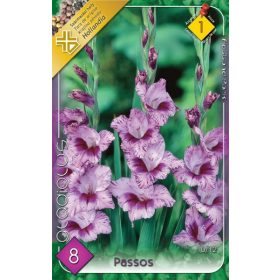 Virághagyma Gladiolus Passos  8db