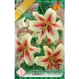 Virághagyma Lilium Treelily Lavon 1db