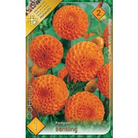 Virághagyma Dahlia Pompon Bantling 1db