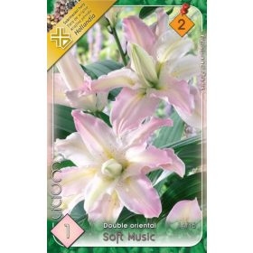 Virághagyma Lilium Double oriental Soft Music 1db