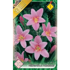 Virághagyma Habranthus Robustus  10db