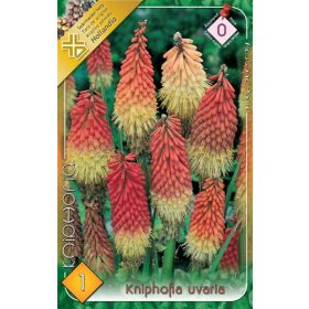 Virághagyma Kniphofia Uvaria  1db