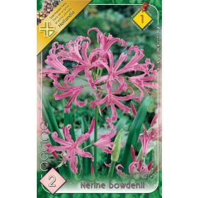 Virághagyma Nerine Bowdenii  2db