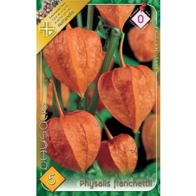 Virághagyma Physalis Frenchettii  5db