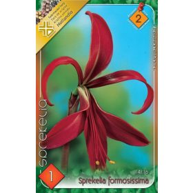 Virághagyma Sprekelia formosissima  1db