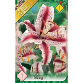 Virághagyma Lilium Oriental Dizzy 1db