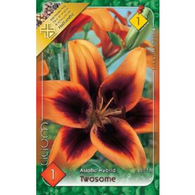 Virághagyma Lilium Asiatic Hybrid Twosome 1db