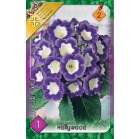 Virághagyma Gloxinia Hollywood  1db