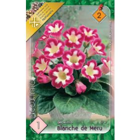 Virághagyma Gloxinia Blache de Meru  1db