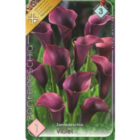 Virághagyma Zantedeschia Violet  1db