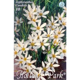 Virághagyma Zephyranthes Candida 10db