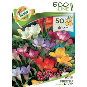 Virághagyma Freesia mixed  50db
