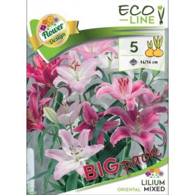 Virághagyma Lilium Oriental mixed 5db