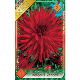 Virághagyma Dahlia Cactus Berger's Record 1db