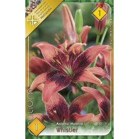 Virághagyma Lilium Asiatic Hybrid Whistler 1db