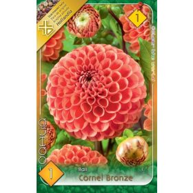 Virághagyma Dahlia Ball Cornel Bronze 1db