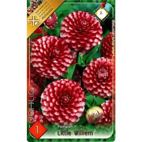 Virághagyma Dahlia Pompon Little Williem 1db