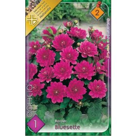 Virághagyma Dahlia Border Blusette 1db