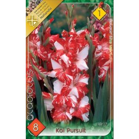 Virághagyma Gladiolus Koi Pursult 8db
