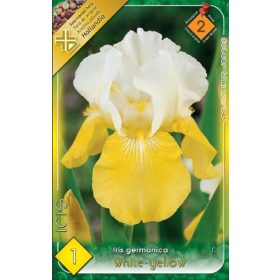 Virághagyma Iris Germanica White-yellow 1 db