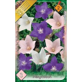 Virághagyma Platycodon 1db