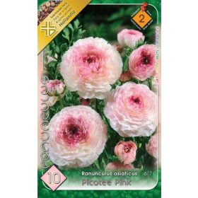 Virághagyma Ranunculus Asiaticus Picotee Pink 10db