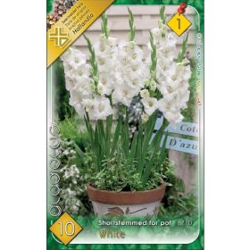 Virághagyma Gladiolus Shortstemmed for pot White 10db