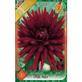 Virághagyma Dahlia Cactus Chat Noir 1db