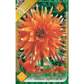 Virághagyma Dahlia Cactus Colour Spectacle 1db