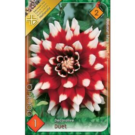 Virághagyma Dahlia Decorative Duet 1db