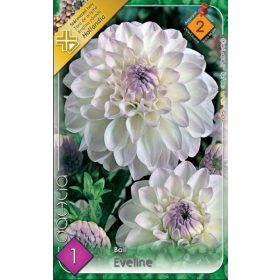Virághagyma Dahlia Ball Eveline 1db