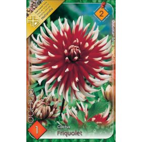 Virághagyma Dahlia Cactus Friquolet 1db