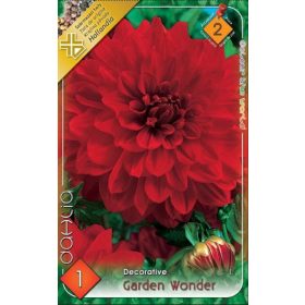 Virághagyma Dahlia Decorative Garden Wonder 1db