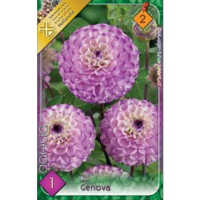 Virághagyma Dahlia Ball Genova 1db