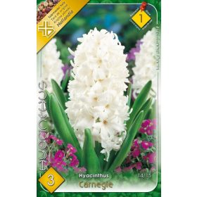 Virághagyma Hyacinthus Carnegie  3 db