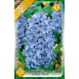 Virághagyma Hyacinthus Delfts Blue 3 db
