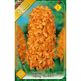Virághagyma Hyacinthus Gipsy Queen  3 db