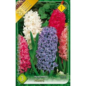 Virághagyma Hyacinthus Mixed  3 db