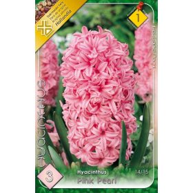 Virághagyma Hyacinthus Pink Pearl 3 db