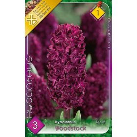 Virághagyma Hyacinthus Woodstock  3 db