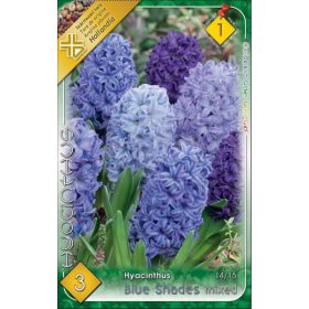 Virághagyma Hyacinthus Blue Shades  3 db
