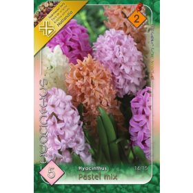 Virághagyma Hyacinthus Pastel mix  5 db