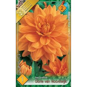 Virághagyma Dahlia Decorative Glorie van Noordwijk 1db