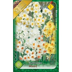 Virághagyma Narcissus Multiflovered mixed  8 db