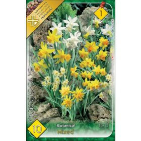 Virághagyma Narcissus Botanical mixed 10 db
