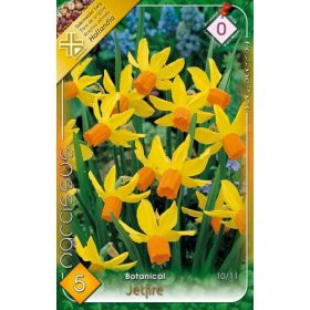 Virághagyma Narcissus Botanical Jetfire 5 db